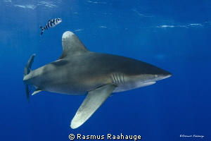 Oceanic White Tip - CAT Island Bahamas by Rasmus Raahauge 